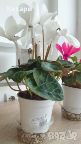 Циклама с едър цвят , снимка 6 - Стайни растения - 53539443