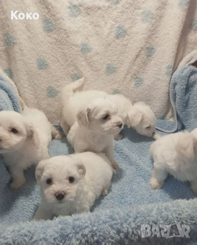 малтезери/Малтийска болонка , снимка 4 - Болонка - 53831422