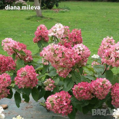 Хортензия Мега Минди, Hydrangea paniculata 'Mega Mindy', за супер слънце, снимка 3 - Градински цветя и растения - 46163844