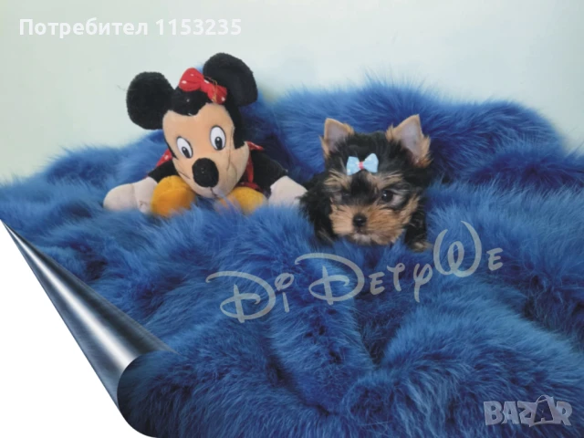 мини йорки, снимка 1