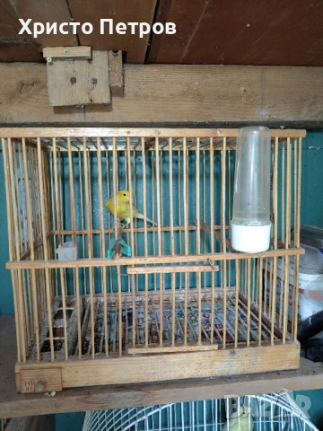 Продавам канари порода Малиноа. , снимка 5 - Канари - 52374514