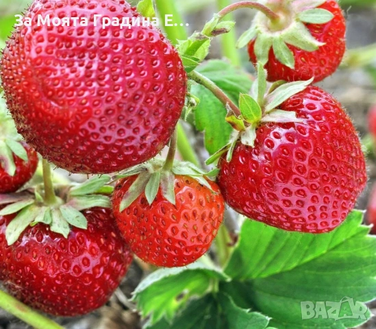 Ягода - Мице Шиндлер /Mieze Schindler, снимка 8 - Разсади - 54031955