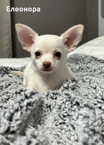 Топ Мъжко Чихуахуа 