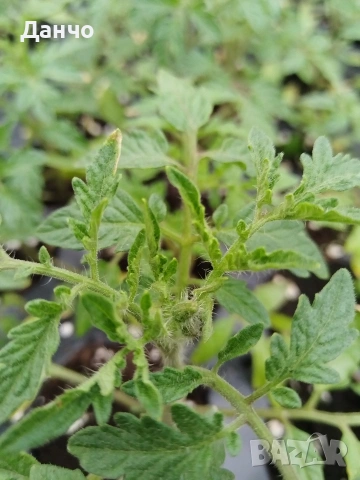 Продавам готов разсад домати краставици и др. 