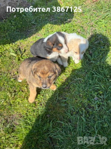Кученца, снимка 12 - Други - 54099667