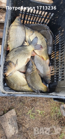 Шарани за консумация 2-3 кг