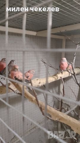Буркови папагалчета, снимка 1 - Папагали - 45267238