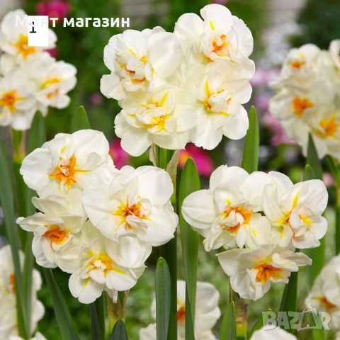 Нарциси 5вида, снимка 2 - Градински цветя и растения - 53641366