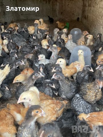 Продавам малки пиленца, снимка 1 - Стоки за птици - 46373811