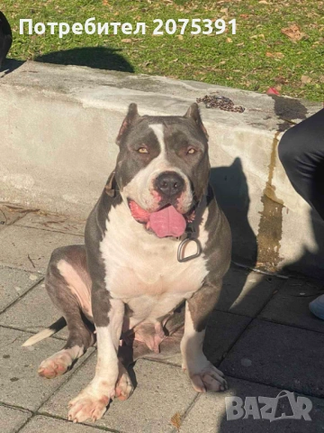 Американско були ХЛ, снимка 3 - Други - 54229030