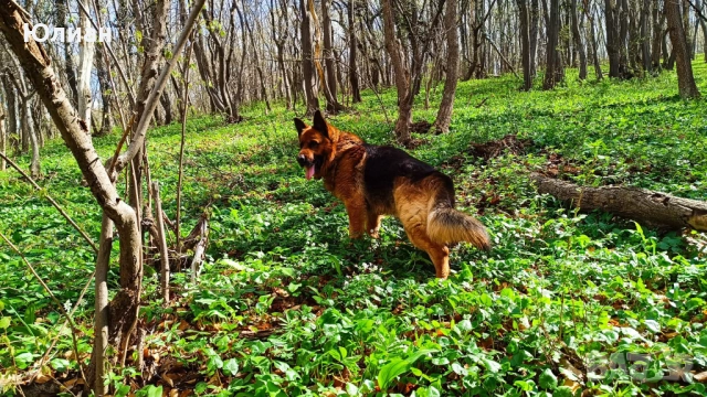 Елитна мъжка немска овчарка, снимка 2 - Немска овчарка - 52344385