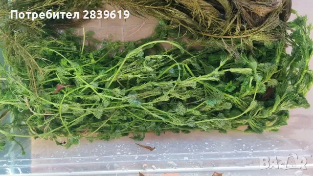 лесни за отглеждане аквариумни растения , снимка 3 - Оборудване за аквариуми - 50358128
