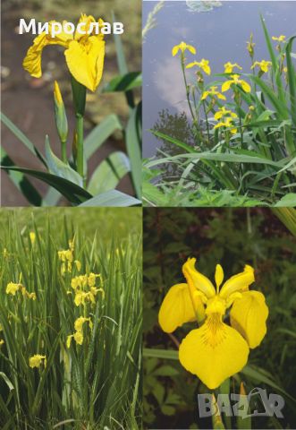 Продавам растения Жълт воден ирис, снимка 10 - Градински цветя и растения - 45382578