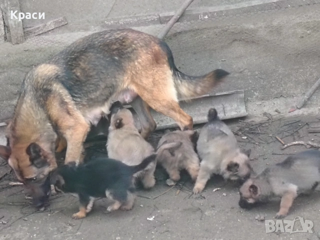 Белгийска овчарка 