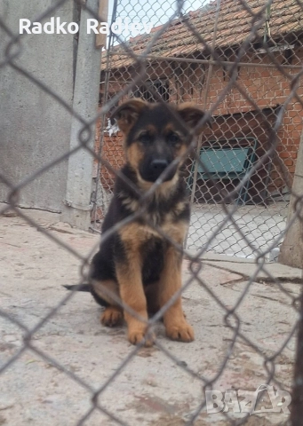 Немска овчарка, снимка 6 - Други - 52263594