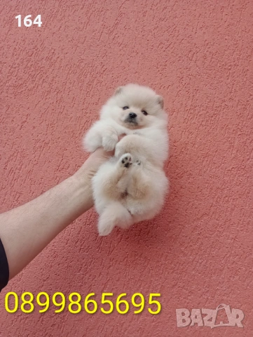 Женски Померани. Снимки от 18.02.26 г. , снимка 4 - Померан - 53518661