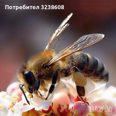 Натурален Пчелен Мед- Букет- Буркан, снимка 1 - Пчелни продукти - 43319933