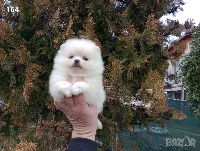 Женски Померан. Реални снимки от 10.02.26 г. , снимка 4 - Померан - 53425419