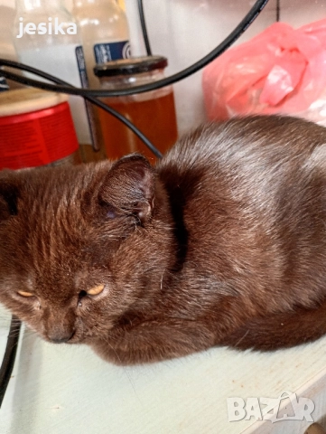 Подарявам малки котенца полуперсийчета с хигиенни навици., снимка 10 - Други - 52129933