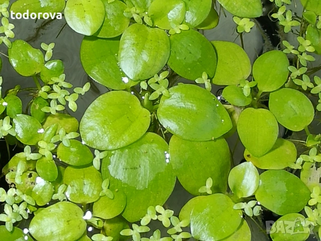 Аквариумни растения , снимка 5 - Аквариуми - 50966304