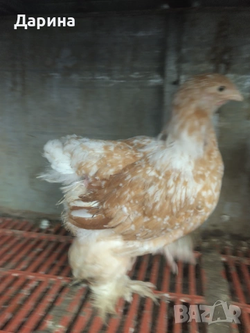 Пилета, снимка 3 - Кокошки и пуйки - 53961418
