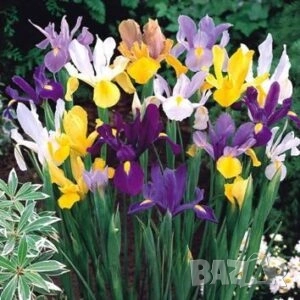 луковици за 4 цвята ирис