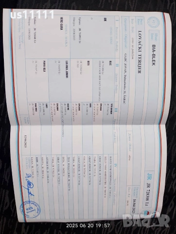 елитен ягдтериер с родословие 4 месеца , снимка 8 - Ягдтериер - 53757461