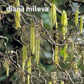 Corylus avellana 'Contorta', къдрав Лешник, снимка 1 - Градински цветя и растения - 45609411