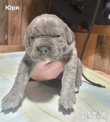 Кане корсо свободно момиче , снимка 5 - Кане корсо - 53083867