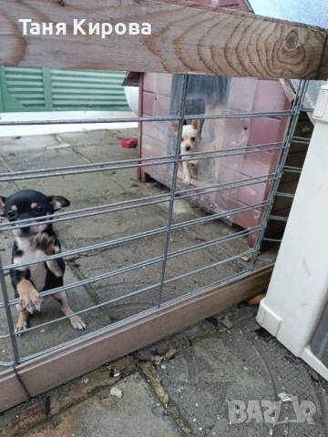 Малки пинчерчета, снимка 5 - Пинчер - 52975157