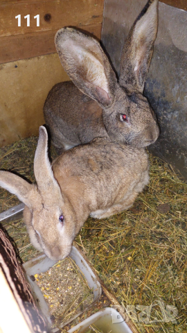 Зайци на различна възраст., снимка 7 - Други - 40604862