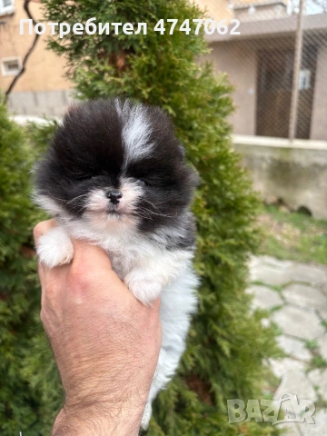 Померан момчета и момиче, снимка 4 - Померан - 54019512