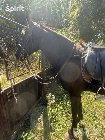 Ездитна кобила Марта, снимка 6 - Коне - 51464803