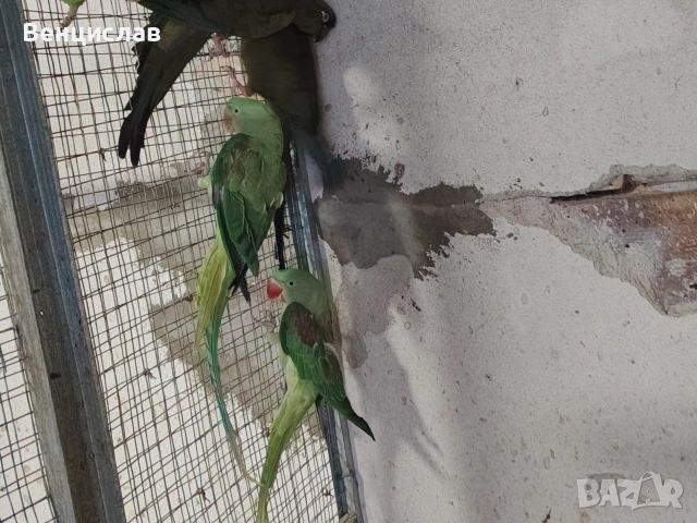 продавам папагали , снимка 3 - Папагали - 54246283