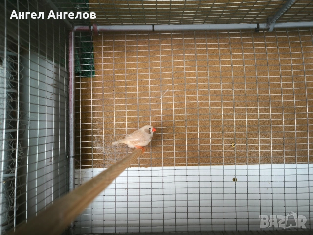 зеброви амадини , снимка 4 - Амадини - 53218756