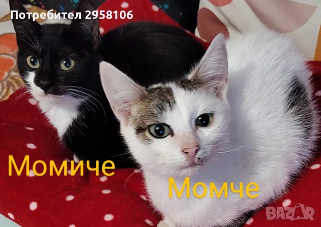 котенце, женско - 5м, снимка 12 - Други - 47728382