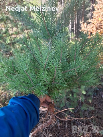 Бор- бял и черен фиданки, снимка 3 - Разсади - 51992947