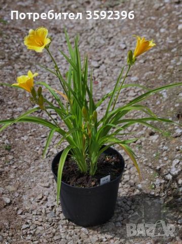 Хемерокалис жълт в саксия 7 лева -сега цъфти, снимка 2 - Градински цветя и растения - 46142603