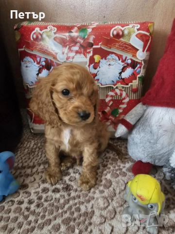 Малкия Гуди си търси своя дом , снимка 1