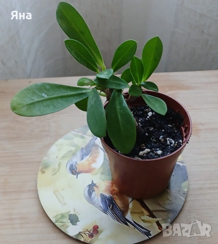 Исусов венец - Еуфорбия, Розов и бял цвят, снимка 4 - Стайни растения - 51096996