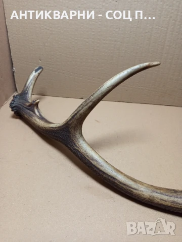 Стар Голям Единичен Еленски Рог Рога., снимка 12 - Антикварни и старинни предмети - 51321602
