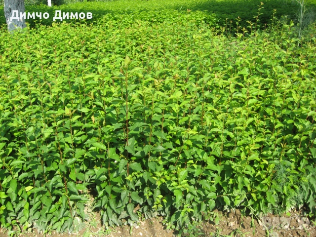 Продавам подложки махалебка и джанка, снимка 9 - Сортови семена и луковици - 52732245