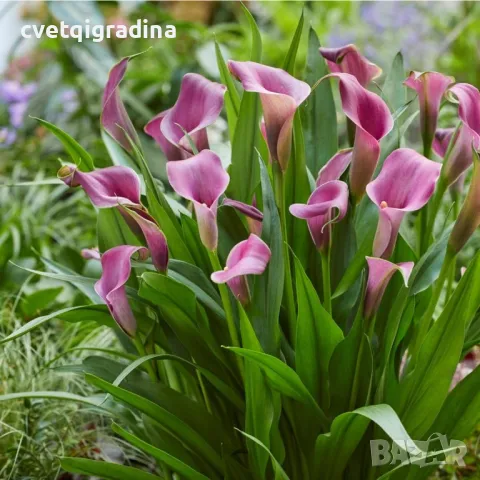 Zantedeschia Grape Velvet (Кала Грейп Велвет), снимка 1 - Градински цветя и растения - 49273231