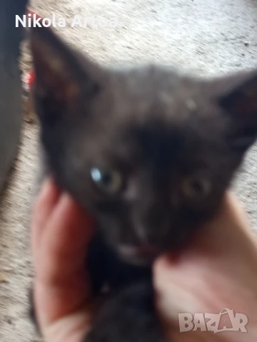 подарявам малки котета