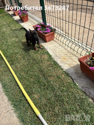 Белгйиска овчарка малинова, снимка 11 - Белгийска овчарка - 51650424