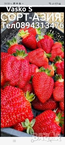 Разсад ягоди и малини цена 0.30€  Тел за поръчка 0887169442  „Алба е първият лъч на лятото – ягода с, снимка 10 - Градински цветя и растения - 53472386