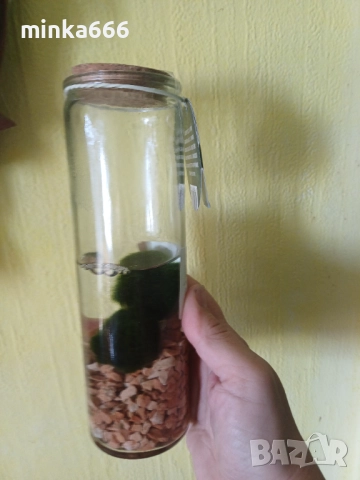 Маримо , снимка 2 - Стайни растения - 52167078