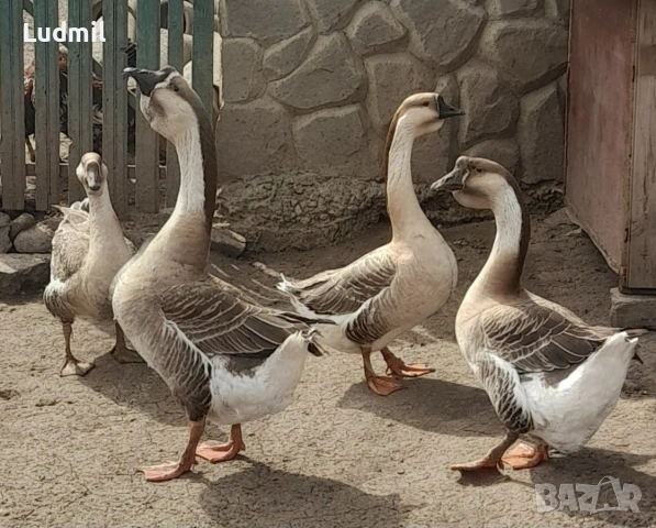 Продавам яйца от Лебедови гъски 