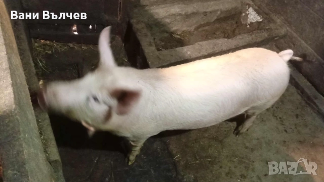 Продавам женско прасе 60 кг