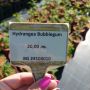 Хортензия Бъбългъм за супер слънце, Hydrangea Candybelle Bubblegum, снимка 6